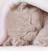 kitten999